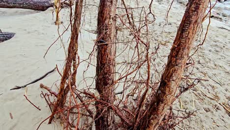 Scenic-beach-with-two-large-trees-with-bare-branches,-positioned-in-the-centre-of-the-frame