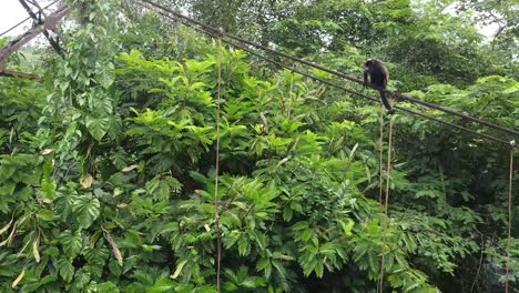 Mono-En-El-árbol,-Selva-De-Costa-Rica,-Reserva-Natural-Pura-Vida