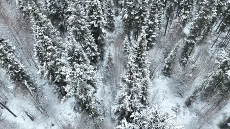 Zeitlupenflug-Einer-Drohne-über-Einem-Verschneiten-Fichtenwald