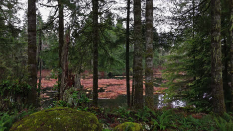 Pazifischer-Nordwesten:-Vorwärtsschuss-In-Einen-Bach-Und-Einen-Immergrünen-Wald-Mit-Einem-Moosbedeckten-Felsen-Im-US-Bundesstaat-Washington