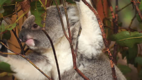Koala-Hält-Sich-An-Kleinen-Ästen-Fest-Und-Frisst-Blätter-Eines-Eukalyptusbaums