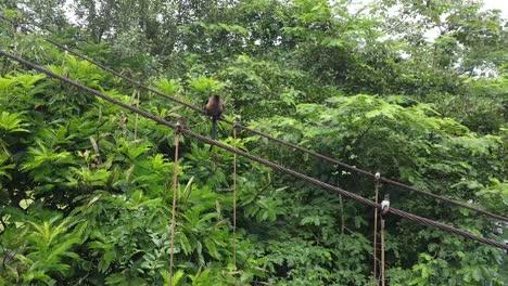 monkey-in-the-jungle,-costa-rica,-nature-reserve