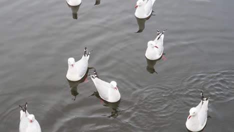 Seagulls-floating-on-the-water-in-Tasmania