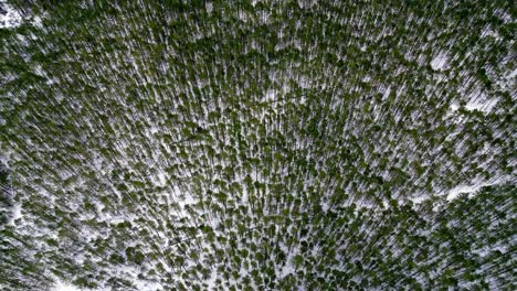 Wald-Mit-Einer-Dicken-Schneedecke-Bedeckt,-Aufgenommen-Von-Einem-Hohen-Aussichtspunkt