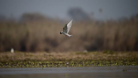The-River-Tern-Diving-in-Water-to-Hunt