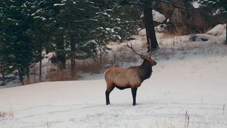 Männlicher-Elchbulle,-Rocky-Mountains,-Yellowstone-Nationalpark,-Montana,-Wyoming,-Idaho,-Denver,-Colorado,-Wild-Lebende-Tiere,-Geweih,-Herde,-Sonnenuntergang,-Winter,-Umsehen,-Wald,-Wiese,-Hinterland,-Bock,-Jäger,-Folgen,-Pfanne