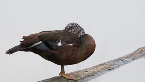 Camera-zooms-out-as-this-bird-is-resting-on-the-log-while-hiding-its-head-in-its-wing,-White-winged-Duck-Asarcornis-scutulata,-Thailand