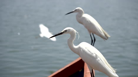 Pájaros-Grulla-Parados-Cerca-Del-Lago