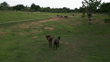 Drone-flying-over-horses-grazing-in-farm-enclosure
