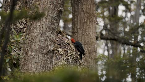 Carpintero-Magallánico-Haciendo-Un-Agujero-En-El-Tronco-De-Un-árbol-En-Tierra-De-Fuego,-Argentina