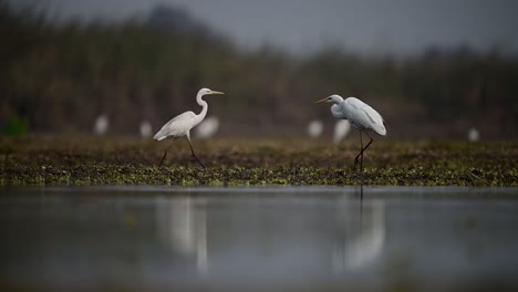 Garcetas-Grandes-En-El-Lado-Del-Lago-Por-La-Mañana