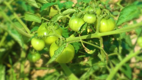 Static-shot-of-unripe-tomatoes-in-a-farm