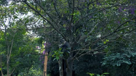 Monkey-on-a-tree-at-the-park