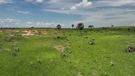 Group-of-elephants-walking-in-grassland-landscape-in-Uganda,-Africa