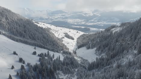 Winternebel-Hüllt-Kiefern-Auf-Schneebedeckten-Gipfeln-Ein