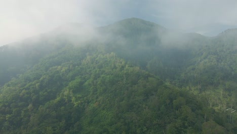 Niebla-En-La-Copa-Del-árbol-Desde-Vista-Aérea
