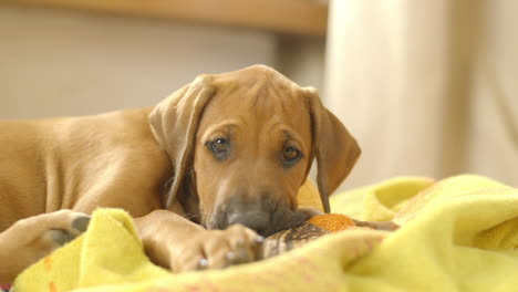 Cute-2-month-old-Rhodesian-ridgeback-puppy-chewing-on-a-dog-treat