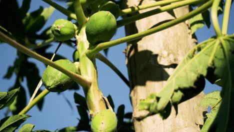 Beautiful-shot-of-many-green-papayas-on-a-tree-limb-next-to-a-big-tree-trunk-blue-sky-summer-weather