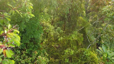 Erkundung-Des-Kolumbianischen-Regenwalds-Mit-Drohnen,-Die-Langsam-Fliegen