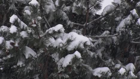 Schnee-Fällt-Auf-Eine-Kiefer-Im-Pazifischen-Nordwesten