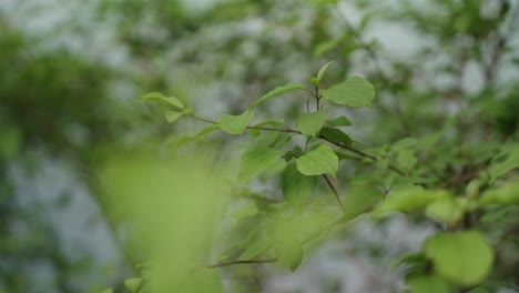 Zweige-Mit-Blättern-Vor-Einem-Fluss