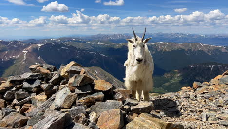 High-elevation-mountain-goat-baby-birds-top-Rocky-Mountains-Colorado-sunny-summer-morning-day-Mount-Blue-Sky-Evans-Grays-and-Torreys-peaks-saddle-trail-hike-mountaineer-Denver-front-range-pan-left