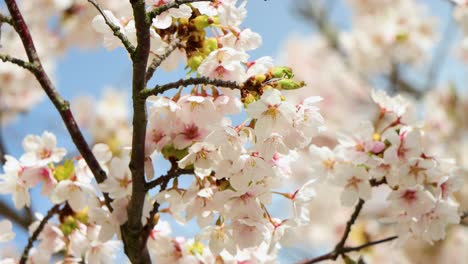 Nahaufnahme-Einer-Wespe-Auf-Kirschblüten-Mit-Weichgezeichnetem-Hintergrund-Bei-Tageslicht