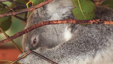 Koala-Frisst-Eukalyptusbaumblätter---Isoliert-Aus-Nächster-Nähe