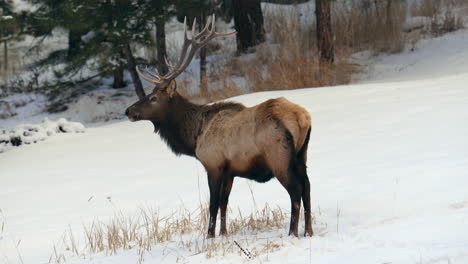 Stier-Elch-Geweih-Herde-Rocky-Mountains-Denver-Colorado-Yellowstone-Nationalpark-Montana-Wyoming-Idaho-Tierwelt-Tier-Sonnenuntergang-Winter-Kauend-Gras-Wald-Wiese-Hinterland-Bock-Jäger-Pfanne-Folgen