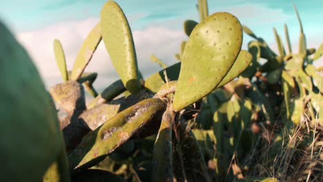 Cerrar-Cactus-De-Higo-Indio-Verde-En-Un-Día-Soleado-Con-Cielos-Azules-En-Barcelona