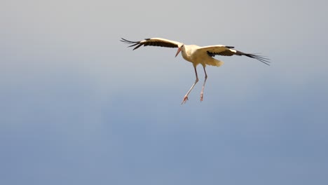 Flying-white-storks-at-blue-sky-during-sunset-time