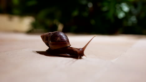 Antenne-Sinnesorgane-Der-Großen-Braunen-Schnecke-Navigieren-Seinen-Weg-Nach-Vorne