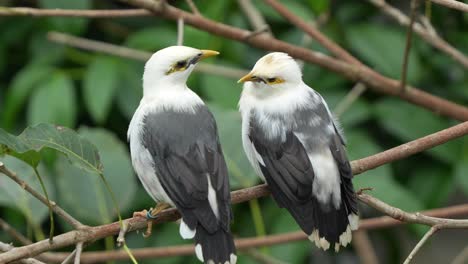 Ein-Paar-Schwarzflügelmainas,-Acridotheres-Melanopterus,-Thront-Seite-An-Seite-Auf-Einem-Ast-Und-Staunt-über-Die-Umgebung,-Nahaufnahme-Einer-Gefährdeten-Vogelart