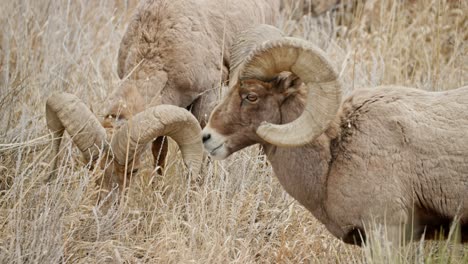 Ovejas-Cimarrón-Del-Desierto-Pastando-En-Juncos-Secos-En-La-Meseta-De-Colorado