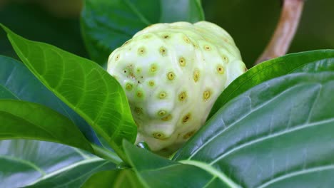 Static-video-of-a-Noni-fruit-in-the-Bahamas