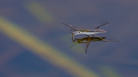 Close-up-of-wild-water-strider-resting-on-water-surface-in-wilderness