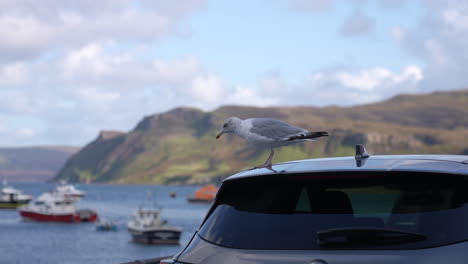 Möwe-Fliegt-Aus-Einem-In-Der-Nähe-Des-Hafens-Von-Portree-Geparkten-Auto,-Isle-Of-Skye,-Schottland,-Großbritannien,-Zeitlupe