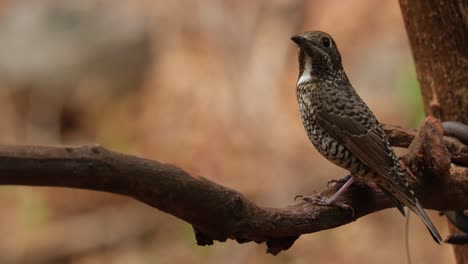 Perched-on-the-vine-facing-to-the-left-as-it-looks-around,-White-throated-Rock-Thrush-Monticola-gularis-Female,-Thailand