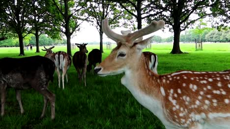 Pequeño-Ciervo-Astado-Con-Pelaje-Marrón-Y-Manchas-Blancas-Con-Manada-Detrás-En-Phoenix-Park,-Dublín