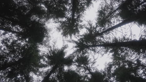 Pine-tree-tops-from-below