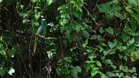 Turning-its-head-around-looking-for-the-perfect-bee-to-eat,-Blue-bearded-Bee-eater-Nyctyornis-athertoni,-Thailand