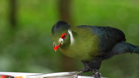 Weißwangenturako-Mit-Lebhaftem-Gefieder,-Der-Am-Rand-Einer-Futterschale-Thront-Und-Sich-Tagsüber-Von-Früchten-Ernährt,-Nahaufnahme