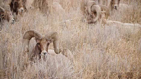 Bighorn-sheep-with-majestic-horns-grazing-in-the-Garden-of-the-Gods