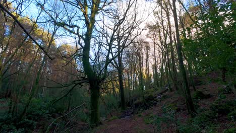 Bergwald-Bei-Sonnenuntergang-An-Einem-Wintertag