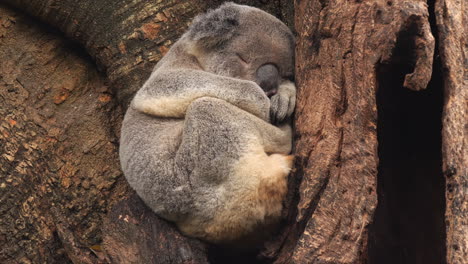 Koala-sleeping-in-crook-of-tree,-close-up,-Brisbane,-Australia