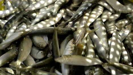 fresh-sardine-fish-n-a-basket-at-harbour