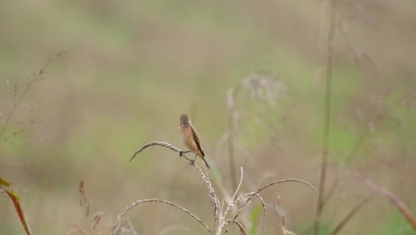 Die-Kamera-Zoomt-Heran,-Während-Dieser-Vogel-Auf-Einer-Trockenen-Pflanze-Balanciert-Und-Dabei-Nach-Links-Blickt,-Amur-Schwarzkehlchen-Oder-Stejnegers-Schwarzkehlchen-Saxicola-Stejnegeri,-Thailand