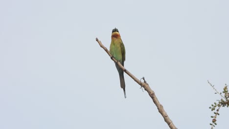 Bienenfresser-Vogel-Im-Baum---Entspannend-