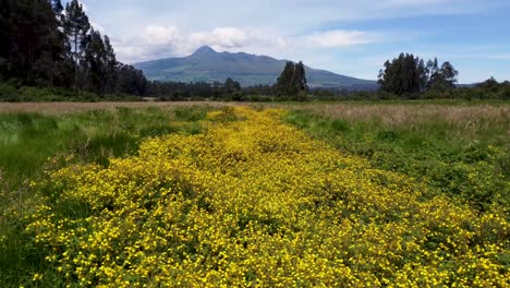 Film-clip-in-nature-on-a-small-field-of-flowers-with-the-volcano-Corazon-stretching-in-the-background-in-the-valley-of-the-9-volcanoes