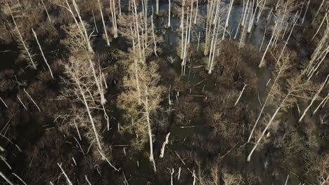 Top-view-of-wetland-of-Point-remove-Blackwell-in-Arkansas,-flyover-winter-trees